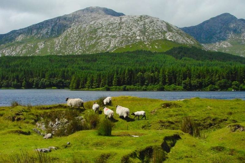 Connemara National Park Natuur in Ierland met Galtic