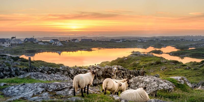 Schapen in Ierland Reizen met Galtic