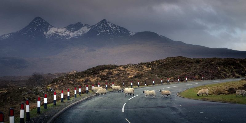 Wildlife op de wegen in Schotland met Galtic