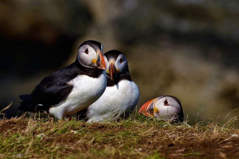 Papegaaiduikers op Trennish Island in Schotland reizen met Galtic