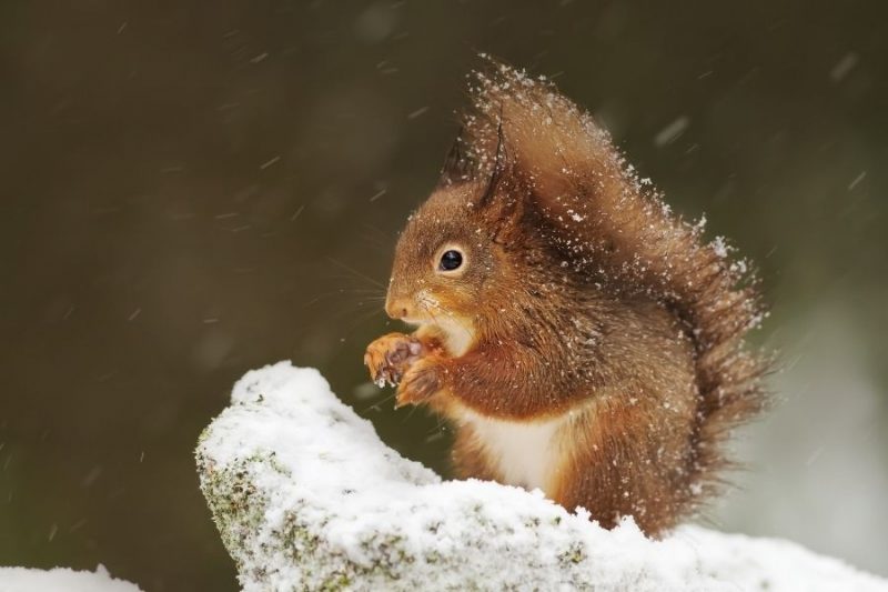 Ook eekhoorns kan je spotten in Schotland.